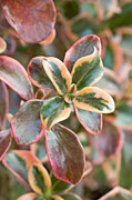 Coprosma (coprosma 'rainbow Surprise') Photograph by Science Photo Library