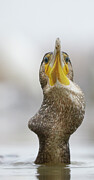 Cormorant Swallowing Perch Prey, Hungary Photograph by Markus Varesvuo / Naturepl.com Cormorant Swallowing Perch Prey, Hungary Photograph by Markus Varesvuo / Naturepl.com