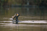 Cormorant With Fish Prey, Bayern, Germany. Photograph by Hermann Brehm / Naturepl.com