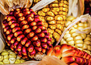 Corn cobs Photograph by Lyl Dil Creations