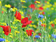 Corn Marigold, With Cornflower And Poppy In Hay Photograph by Ernie Janes / Naturepl.com Corn Marigold, With Cornflower And Poppy In Hay Photograph by Ernie Janes / Naturepl.com