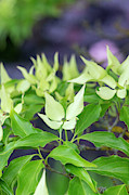 Japanese Dogwood John Slocock in Flower Photograph by Tim Gainey