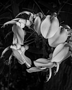 Corral Tree Blossom Photograph by Lynn Davis