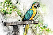 Costa Maya Macaw Digital Art by David Smith Costa Maya Macaw Digital Art by David Smith