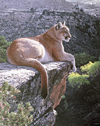 Cougar Country Painting by Ron Parker