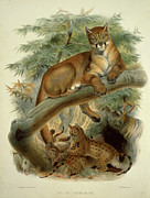 Cougar, Puma, Panther And American Lion Painting by Academy Of Natural Sciences