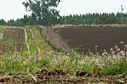 Cover Crop At A Farm Photograph by Science Photo Library