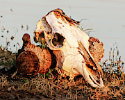 Cow Skull 001 Photograph by Rob Graham