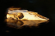 Cow Skull 003 Photograph by Rob Graham