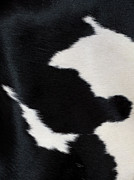 Cowhide, Animal Print, Abstract Photograph by 1photodiva