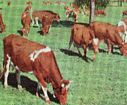 Cows Drawing by CSA Images Cows Drawing by CSA Images