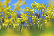 Cowslips In Flower, Norfolk, England, Uk Photograph by Ernie Janes / Naturepl.com