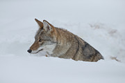 Coyote, Canis Latrans,in Deep Snow Photograph by Sarah Darnell
