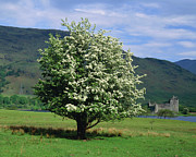 Crataegus Monogyna. Photograph by Science Photo Library