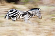 Crawshay's Zebra (equus Quagga Photograph by Nick Garbutt