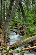Creek thru Forest Photograph by Paul Freidlund Creek thru Forest Photograph by Paul Freidlund