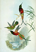 Crimson Topaz By Gould Painting by Academy Of Natural Sciences