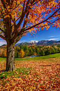Crisp Autumn Leaves Photograph by Amanda Jones
