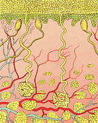 Cross Section Layers of Skin Drawing by CSA Images Cross Section Layers of Skin Drawing by CSA Images