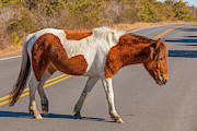 Crossing the Road at Assateague Photograph by Kristia Adams