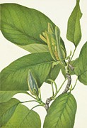 Cucumbertree. Magnolia Acuminata Painting by Mary Vaux Walcott Cucumbertree. Magnolia Acuminata Painting by Mary Vaux Walcott