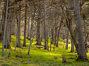 Cypress Grove Photograph by Derek Dean