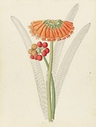 Cyrtanthus [clivia Nobilis] Painting by Clemenz Heinrich Wehdemann