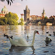 Czech Swans Swimming Photograph by Andrea Whitaker Czech Swans Swimming Photograph by Andrea Whitaker