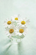 Daisies Photograph by Jill Ferry