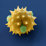 Daisy Leucanthemum Vulgare Pollen Photograph by Meckes/ottawa