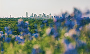 Dallas County Bluebonnets Photograph by Peter Hull