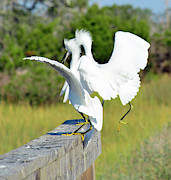 Dancing Snowy Egrets Photograph by Bruce Gourley