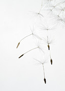 Dandelion Cascade Photograph by Janet Burdon