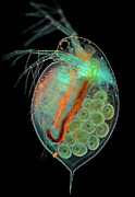 Daphnia Water Flea With Eggs Photograph by Science Photo Library