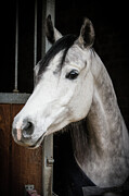 Dapple Grey Arab Horse In Stable, Wiltshire Photograph by Tj Rich / Naturepl.com Dapple Grey Arab Horse In Stable, Wiltshire Photograph by Tj Rich / Naturepl.com