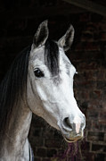 Dapple Grey Arab Horse Portrait, Wiltshire Photograph by Tj Rich / Naturepl.com Dapple Grey Arab Horse Portrait, Wiltshire Photograph by Tj Rich / Naturepl.com
