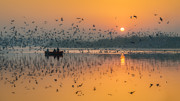 Dawn Chorus Photograph by Peter Walmsley