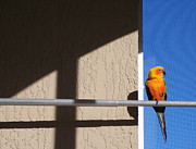 Day in the Sun Photograph by Kelly Council