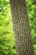 Debonair Pond Cypress (taxodium Ascendens 'morris') Photograph by Science Photo Library