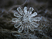 December 18 2015 - snowflake 3 Photograph by Alexey Kljatov