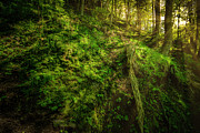 Deep in the Forests of Bavaria Photograph by David Morefield Deep in the Forests of Bavaria Photograph by David Morefield