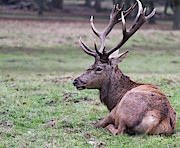 Deer sitting in green grass Photograph by Scott Lyons Deer sitting in green grass Photograph by Scott Lyons