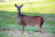 Deer Standing in a Field Photograph by Angela Murdock