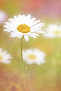 Delightful Daisy Portrait Photograph by Anita Pollak