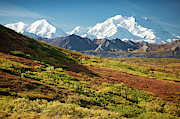 Denali Autumn Photograph by Tim Newton