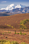 Denali Grizzly Photograph by Tim Newton