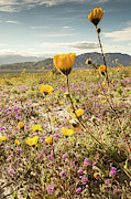 Desert Bloom 1 Photograph by Ryan Weddle