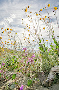 Desert Bloom 3 Photograph by Ryan Weddle
