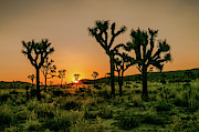 Desert Dawn 3 Photograph by Ryan Weddle