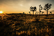 Desert Dawn 4 Photograph by Ryan Weddle